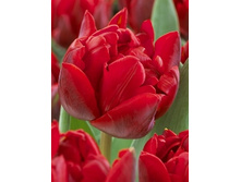 Tulipa Red Nova 139,3�. �� 10��.jpg