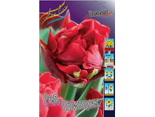 Tulipa Red Princess 139,3�. �� 10��.jpg
