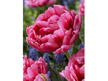 Tulipa Rembrandt 98,5�. �� 10��..jpg