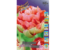 Tulipa Renown Unique 159,8�. �� 10��.jpg