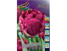 Tulipa Royal Acres 124�. �� 10��.jpg