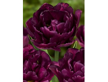 Tulipa Showcase 164,9�. �� 10��.jpg