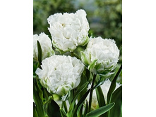 Tulipa Snow Crystal 210,8�. �� 10��.jpg