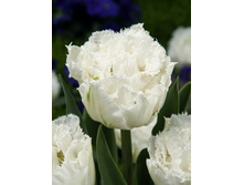 Tulipa Snow Fever 149,5�. �� 7��..jpg