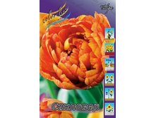 Tulipa Sunlover 83,1�. �� 10��.jpg