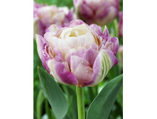 Tulipa Sweet Desire 139,3�. �� 10��.jpg
