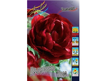Tulipa Uncle Tom 98.5�. �� 10��.jpg
