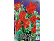 Tulipa Unicum Praestans 108,7�.. �� 10��.jpg