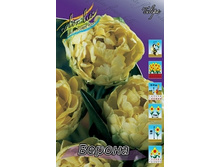 Tulipa Verona 88,2�. �� 10��.jpg