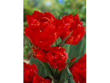 Tulipa Viking 78�. �� 10��.jpg