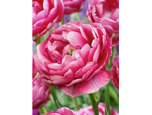 Tulipa Wedding Gift 95,4�. �� 10��.jpg