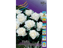 Tulipa White Desire 139,3�. �� 10��..jpg