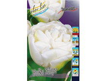 Tulipa White Heart 98,5�. �� 10��.jpg