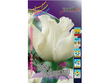 Tulipa White Liberstar 170�. �� 10��.jpg