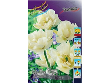 Tulipa White Touch 134,2�. �� 10��.jpg