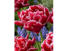 Tulipa Willemsoord 88,2�. �� 10��.jpg