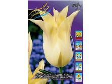 Tulipa Windmill 139,3�. �� 10��.jpg