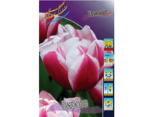 Tulipa Wirosa 93,3�. �� 10��.jpg