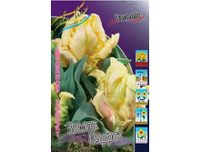 Tulipa Zampa Parrot 251,7�. �� 10��.jpg