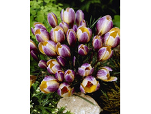 Crocus chrysanthus Advance 121,4�. �� 15��.jpg