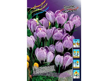 Crocus Pickwick 87,7�. �� 15��.jpg