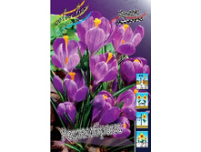 Crocus Remembrance 87,7�. �� 15��.jpg