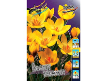 Crocus Yellow Mammoth 87,7�. �� 15��.jpg