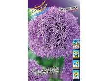 Allium Gladiator 67,8�. �� 2��.jpg