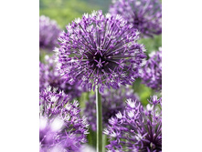 Allium rosenbachianum 102,5�. �� 2��.jpg