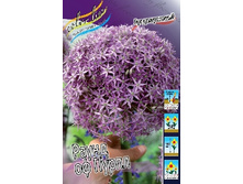Allium Round 'n Purple 195,5�. �� 2��.jpg