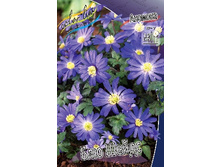 Anemone blanda Blue Shades 52,5�. �� 15��.jpg