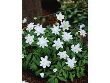 Anemone nemorosa Vestal 129,1�. �� 2��.jpg