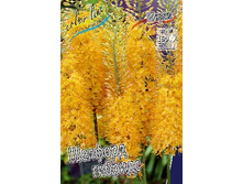 Eremurus Shellfrod hybr 118,9�. �� 2��.jpg