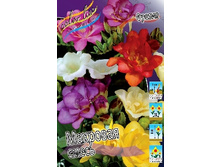 Freesia Double Mixed 78,5�. �� 15��.jpg