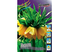 Fritillaria imperialis Lutea 149,5�. �� 2��.jpg
