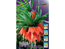 Fritillaria imperialis Rubra 149,5�. �� 2��.jpg