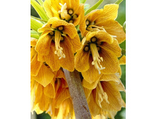 Fritillaria imperialis Striped Beauty 276,2�. �� 2��.jpg
