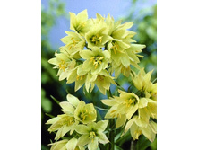 Fritillaria raddeana 411,1�. �� 2��.jpg