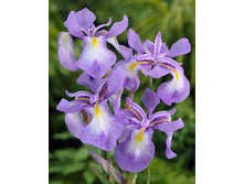 Iris cycloglossa 347,8�. �� 2��.jpg