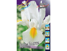 Iris hollandica Cream Beauty 72,9�. �� 10��.jpg