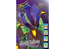 Iris hollandica Eye of the Tiger 83,1�. �� 10��.jpg