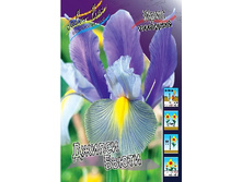 Iris hollandica Gipsy Beauty 72,9�. �� 10��.jpg