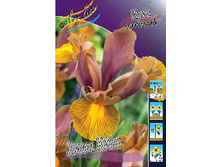 Iris hollandica Lion King 83,1�. �� 10��.jpg