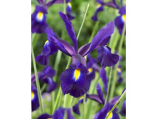 Iris hollandica Midnight Passion 129,9�. �� 10��.jpg