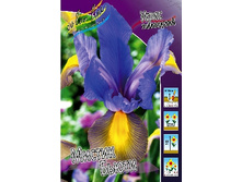 Iris hollandica Mystic Beauty 72,9�. �� 10��.jpg