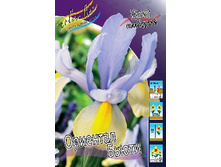 Iris hollandica Oriental Beauty 72,9�. �� 10��.jpg