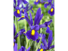Iris hollandica Pioneer 62,7�. �� 10��.jpg