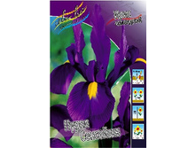 Iris hollandica Purple Sensation 51,5�. �� 10��.jpg