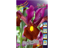 Iris hollandica Red Ember 83,1�. �� 10��.jpg