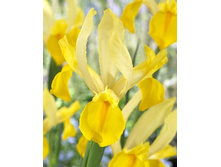 Iris hollandica Shooting Star 72,9�. �� 10��.jpg